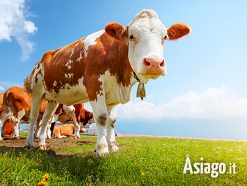 Escursione alle malghe a Gallio in attesa di Su in malga