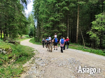 escursione con gli asini al boscon con picnic