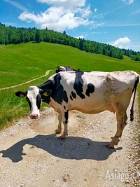 Una simpatica mucca blocca momentaneamente il passaggio