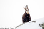 Valformica: Schneeschuhwandern auf den Spuren von Tieren mit GUIDES Plateau-28 Februar 2016