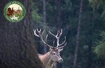 GLI ANIMALI DEL BOSCO - escursione guidata POMERIDIANA, 2 agosto 2021