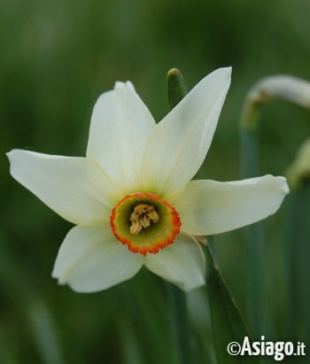 Fiore Fiore