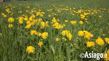 Fiori di Primavera