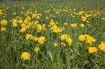 FRÜHLINGSBLUMEN: geführte GUIDE Plateau-8 Februar 2016