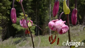 Fiori e Piante