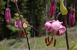 Escursione Naturalistica con GuideAltopiano Fiori e Piante venerdì 10 Luglio 