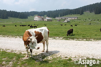 Giro Malghe Camporosà 