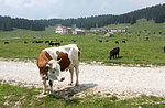 Naturforscher geführte Mountainbike Tour Camporosà-Rotzo Samstag 4 Juli