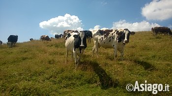 Giro Malghe Giro Malghe