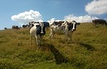 Malghe tour excursion with Guide Val Maron plateau-Wednesday, August 26