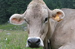 ANDAR PER eintauchen: Malga Zebio Ausflug mit GUIDE Plateau-August 20, 2016