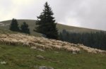 Escursione Guidata Naturalistica alla Malga Slapeur - domenica 10 Agosto 2014