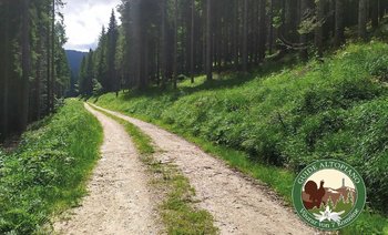 I GRANDI ALBERI DELLA LONGALAITA