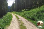 I GRANDI ALBERI DELLA LONGALAITA