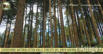 Bosco_TempestaVaia_GuideAltopiano Bosco_TempestaVaia_GuideAltopiano