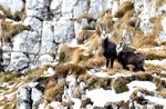 MONTE NOVEGNO, the story out with guides plateau, 9 December 2018