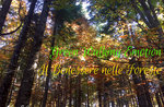 GREEN WALKING EMOTION: Benessere nel Bosco, 3 novembre 2018