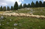 MALGA SLAPEUR und MONTE FIOR: die alten Palmer mit Führer Plateau-25 August 2017