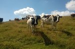 ANDAR PER MALGHE: Malga El Tabaro Escursione con GUIDE ALTOPIANO -23 agosto 2017