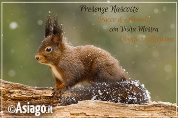 Presenze Nascoste Guide Altopiano Asiago