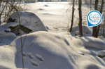 Emotions in nature: chasing tracks - Sunday, January 5, 2020