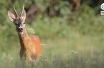 Emozioni in natura: Alla ricerca di animali al tramonto - Venerdì 13 Agosto 2021