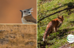 Emotionen in der Natur: Tierbegegnungen bei Sonnenuntergang - Samstag, 7. November 2020 von 15.30 bis 19.00 Uhr