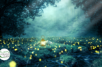 Emotions in Nature: Lantern fireflies - Sat 18 July 2020