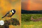 Emotions in the wild: sunset encounters - Sat 25 July 2020