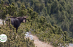 Emozioni in natura tra le mughete - Domenica 9 Agosto 2020