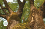 Emotions in the wild: hunting for monumental trees - Thursday 20 August 2020 from 9.30am to 1pm