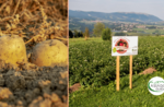 Walking with taste: Tresché Conca potatoes