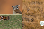 Emotionen in freier Wildbahn: Tierbegegnungen bei Sonnenuntergang - Samstag, 26. September 2020