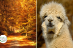 SOLD OUT Foliage a passo d’alpaca dal centro di Asiago -Domenica 18 Ottobre 2020