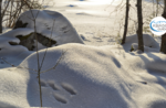 SOLD OUT Emotions in Nature: winter animal tracks Sunday, December 13, 2020