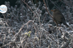 Emotionen in der Natur und beliebte Wintersprüche - So 31 Januar 2021 ab 9.30 Uhr