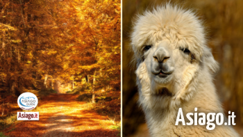 24 10 2021 alpaca asiago guide