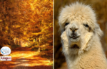 In autumn... a passo d'alpaca - Sunday 17 October 2021