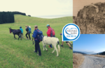 Ein Eselpass zwischen den Wegen des Campo Luserna - Sonntag 29 Dezember 2019