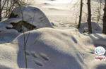 Emotionen in der Natur auf Spurenjagd - Freitag 31. Dezember 2021 ab 9.30 Uhr