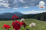 Wer je höher er steigt, desto weiter sieht er... Asiago Guide Samstag, 17. Juli 16:30 Uhr