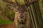 The DEER'S-sunset tour organized by the Museo Naturalistico di Asiago-29 September 2018