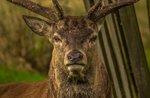 IL BRAMITO DEL CERVO - Escursione al tramonto a cura del Museo Naturalistico di Asiago - 29 settembre 2018