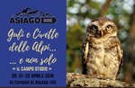 Owls of the Alps, and more!-April 2018