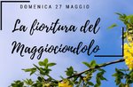 #CamminaNatura: La fioritura del Maggiociondolo