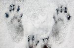 Emotions in nature: footprints and tracks-Sunday 10 March 2019
