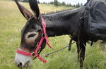 Donkey-step hike with Pachamama and Asiago Guide - 22 September 2019