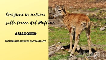 Mufloni Mufloni
