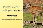 Emozioni in natura: sulle tracce del Muflone- Venerdì 26 Aprile 2019