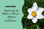 Esperienza di natura e poesia: i narcisi -- Mercoledì 1 Maggio 2019